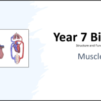 Year-7 Biology Body Systems Muscles Title Year-7 Biology Body Systems Muscles Title