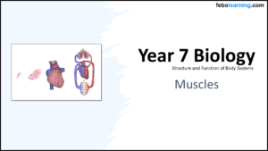 Link to next lesson Muscles