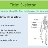 Year-7 Biology Body Systems Skeleton Lesson Objectives