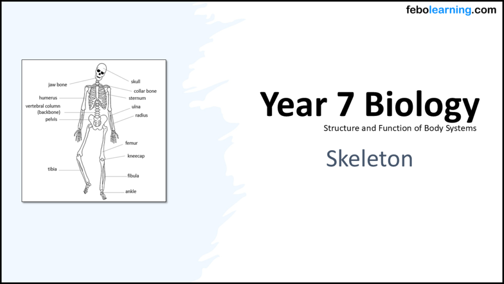 Year-7 Biology Body Systems Skeleton Title