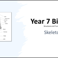 Year-7 Biology Body Systems Skeleton Title