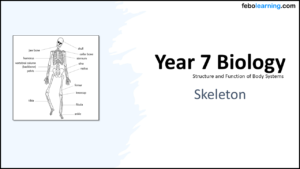 Year-7 Biology Body Systems Skeleton Title