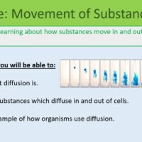 Year-7 Biology Cells Movement of Substances Lesson Objectives