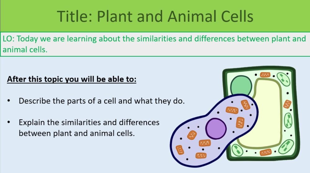 Year-7 Biology Cells Plant and Animal Cells Lesson Objectives Year-7 Biology Cells Plant and Animal Cells Lesson Objectives