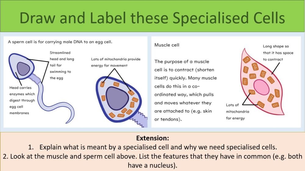 Draw and label cells activity