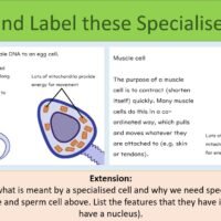 Draw and label cells activity