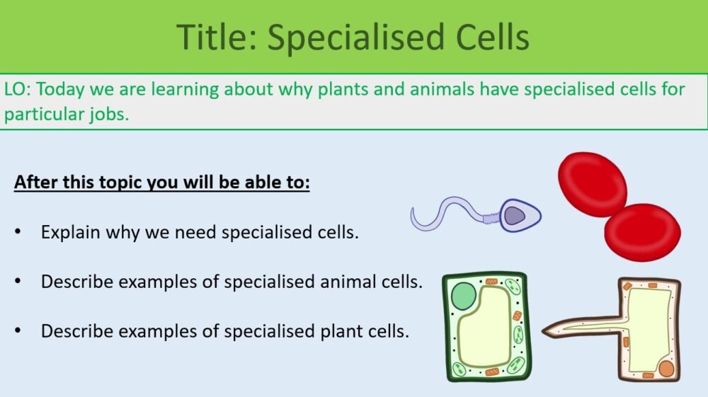 Year-7 Biology Cells Specialised Cells Lesson Objectives