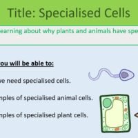 Year-7 Biology Cells Specialised Cells Lesson Objectives