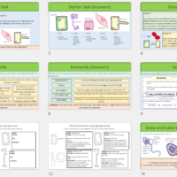 Year-7 Biology Cells Specialised Cells Lesson slide thumbnails