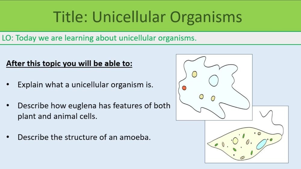 Year-7 Biology Cells Unicellular Organisms Lesson Objectives
