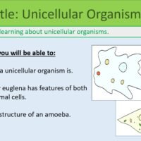 Year-7 Biology Cells Unicellular Organisms Lesson Objectives