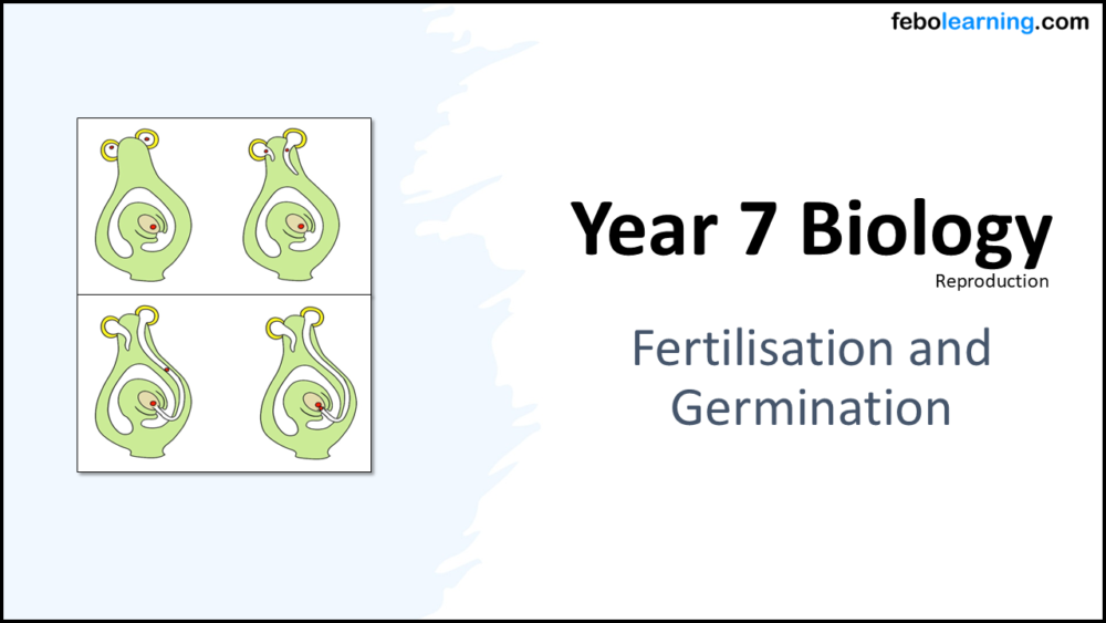 Year-7 Biology Reproduction Fertilisation and Germination Title