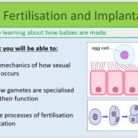 Year-7 Biology Reproduction Fertilisation and Implantation Lesson Objectives