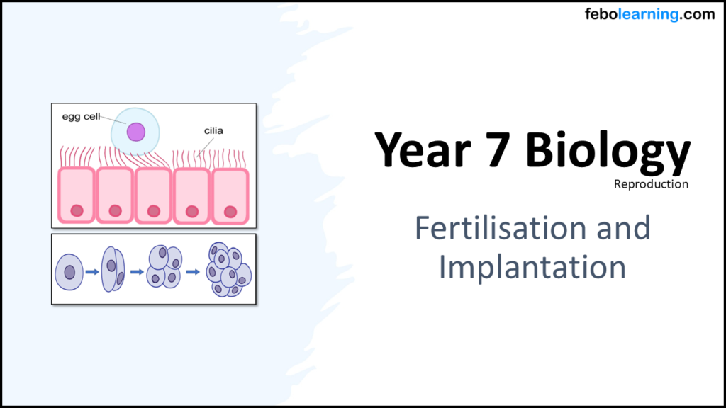 Year-7 Biology Reproduction: Fertilisation and Implantation ...
