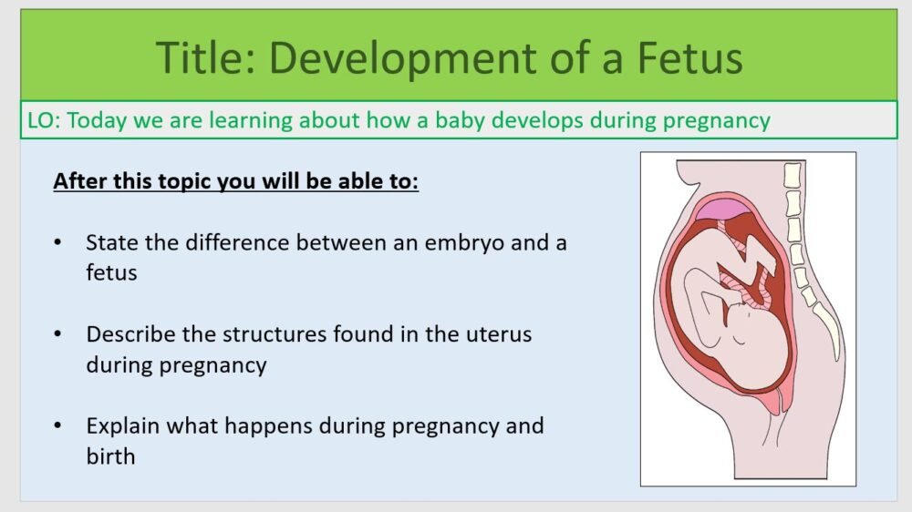 Year-7 Biology Reproduction Fetus Development