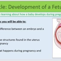 Year-7 Biology Reproduction Fetus Development