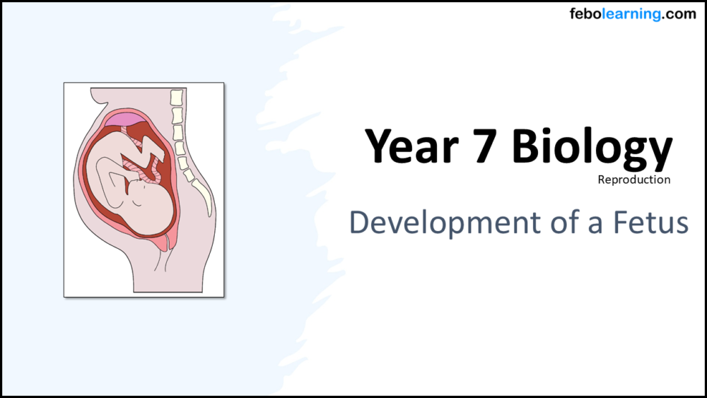 Year-7 Biology Reproduction Fetus Development Title