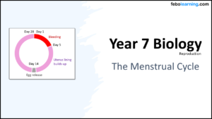 Year-7 Biology Reproduction Menstrual Cycle Title