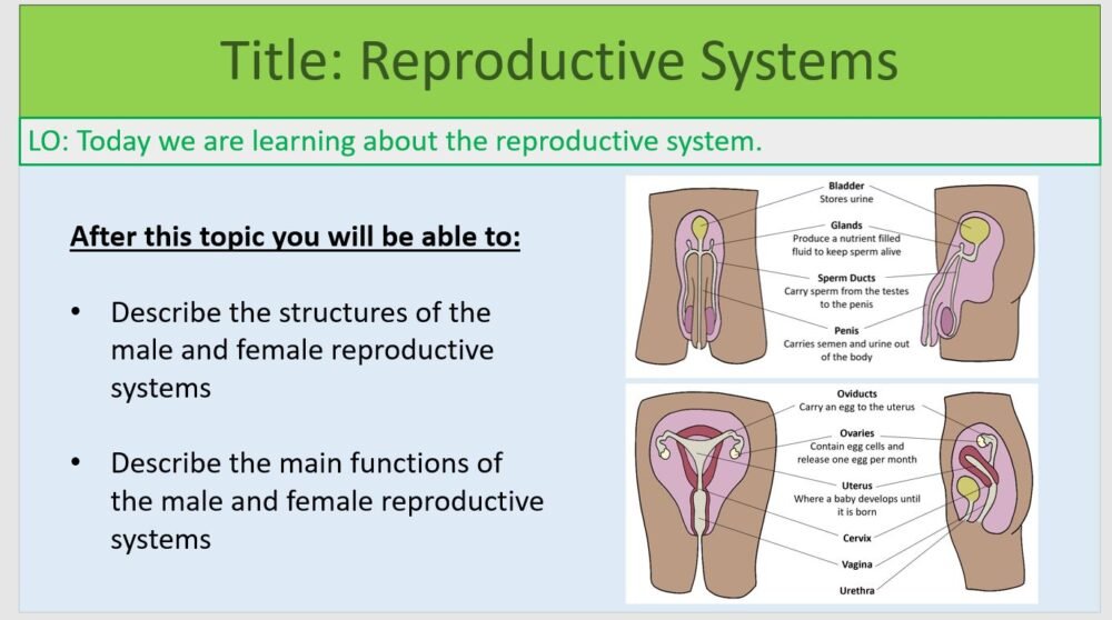 Year-7 Biology Reproduction Reproductive Systems Lesson Objectives Year-7 Biology Reproduction Reproductive Systems Lesson Objectives