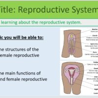 Year-7 Biology Reproduction Reproductive Systems Lesson Objectives Year-7 Biology Reproduction Reproductive Systems Lesson Objectives