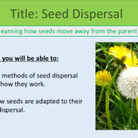 Year-7 Biology Reproduction Seed Dispersal Lesson Objectives