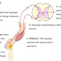 Reflexes Illustration