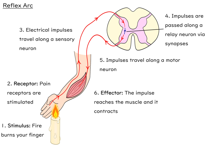 Reflexes Illustration