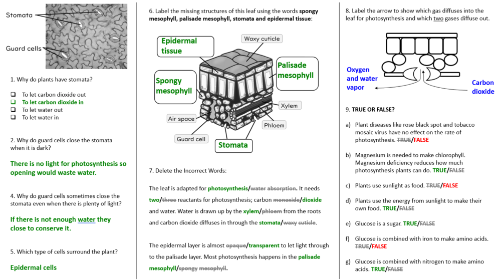 Photosynthesis Lesson Worksheet