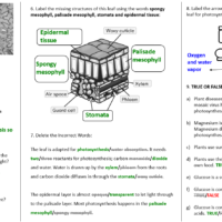 Photosynthesis Lesson Worksheet