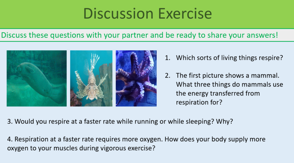 Revision Bioenergetics discussion exercise
