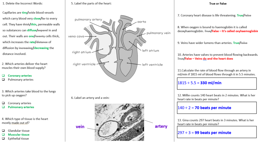 Revision Heart Case Study Worksheet