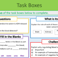 kidneys task boxes