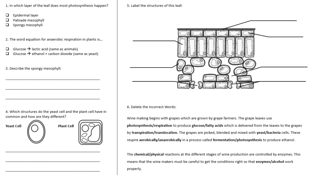 Revision Bioenergetics Discussion Exercise