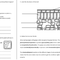 Revision Bioenergetics Discussion Exercise
