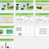 Lesson Slide Thumbnail Images