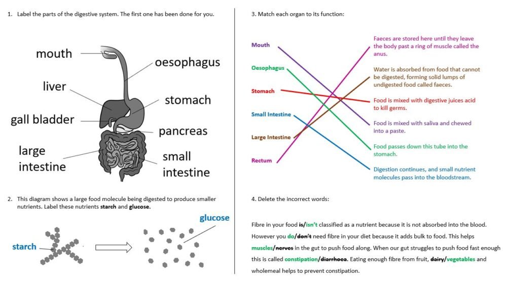 Lesson Worksheet Activity
