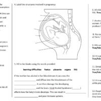 Lesson Worksheet Activity