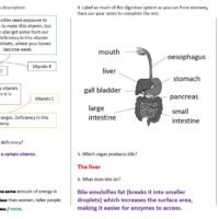 Lesson Worksheet Activity