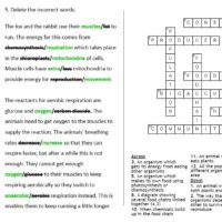 Lesson Worksheet Activity