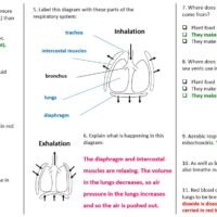 Lesson Worksheet Activity