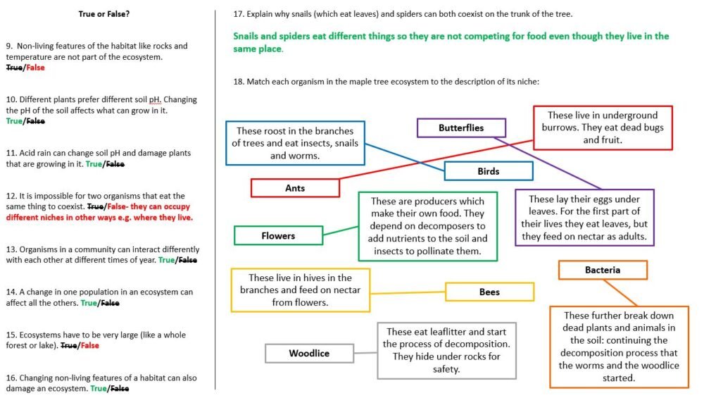 Lesson Worksheet Activity