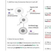 Lesson Worksheet Activity