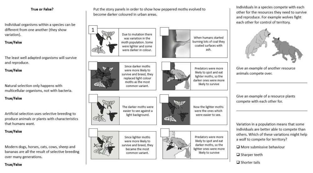 Lesson Worksheet Activity