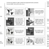Lesson Worksheet Activity