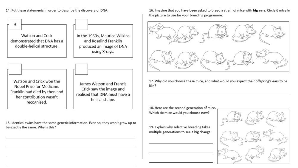 Lesson Worksheet Activity