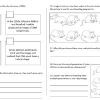 Lesson Worksheet Activity