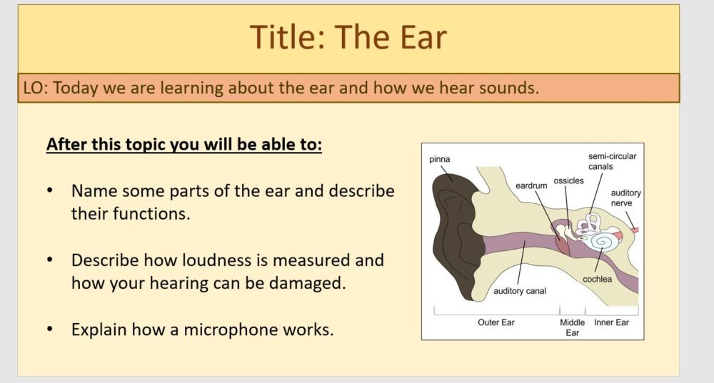 Year-7 Physics Sound - The Ear