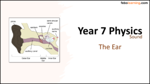 Link to next lesson: The Ear
