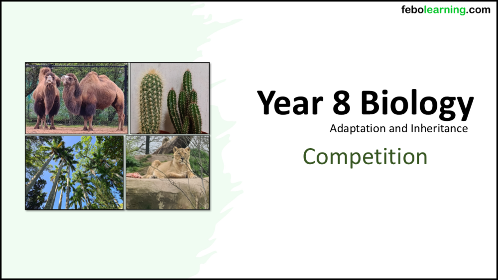 Year-8 Biology Adaptation and Inheritance Competition Title
