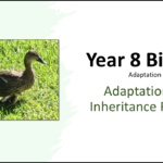 Year-8 Biology Adaptation and Inheritance End of Topic Revision Title